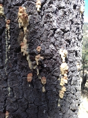 Dendroctonus adjunctus