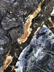 Antrodia multiformis