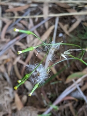Senecio prenanthoides
