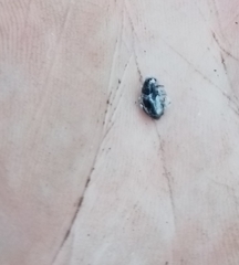 Dendroctonus adjunctus