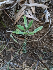 Senecio prenanthoides