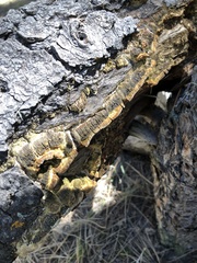 Antrodia multiformis