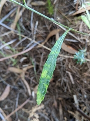 Senecio prenanthoides