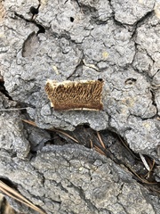 Antrodia multiformis