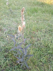 Pterocaulon virgatum