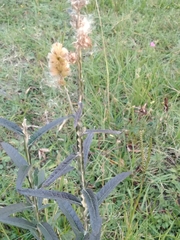 Pterocaulon virgatum