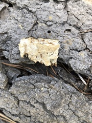 Antrodia multiformis