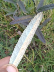 Pterocaulon virgatum