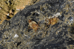 Ambrysus