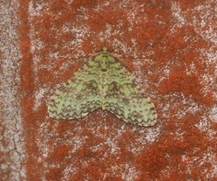 Tristeirometa mesogrammata