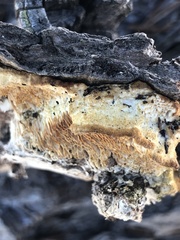 Antrodia multiformis