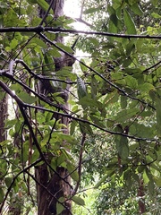 Alectryon tomentosus