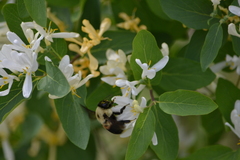 Bombus griseocollis