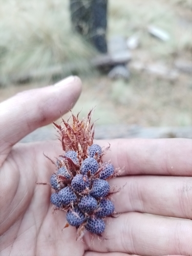 Image of Pinus hartwegii by (c) Manuel Nicolás Madrigal Pérez, some rights reserved (CC BY)