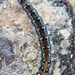 Pacific Tent Caterpillar - Photo (c) Rob Irwin, some rights reserved (CC BY-NC), uploaded by Rob Irwin