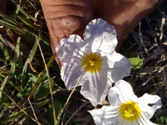 Nierembergia rivularis