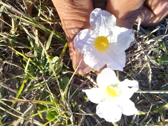 Nierembergia rivularis
