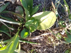 Nierembergia rivularis