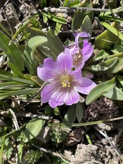 Lewisia brachycalyx