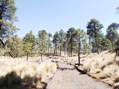 Pinus hartwegii
