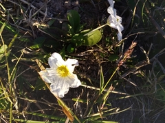 Nierembergia rivularis