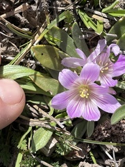 Lewisia brachycalyx