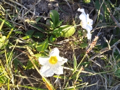 Nierembergia rivularis