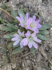 Lewisia brachycalyx