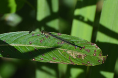 Oxyagrion terminale
