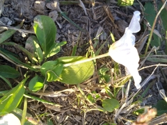 Nierembergia rivularis