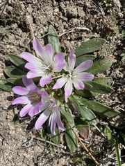 Lewisia brachycalyx