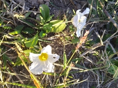Nierembergia rivularis