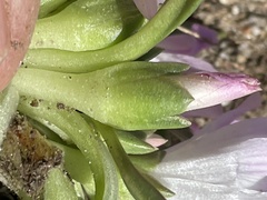 Lewisia brachycalyx
