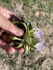 Lewisia brachycalyx