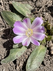 Lewisia brachycalyx