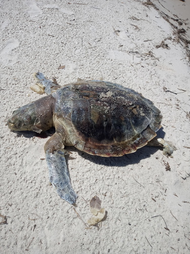 Kemp's Ridley Sea Turtle photographed in Mississippi