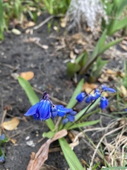 Scilla siberica