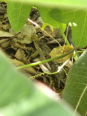 Elgaria multicarinata