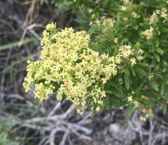Galium catalinense acrispum