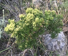 Galium catalinense acrispum