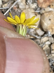 Pentachaeta aurea