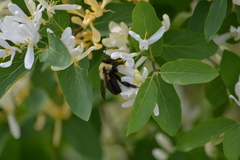 Bombus griseocollis