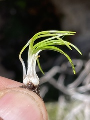 Isoetes orcuttii