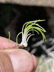 Isoetes orcuttii
