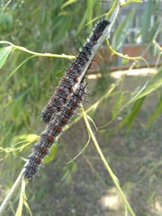 Nymphalis antiopa