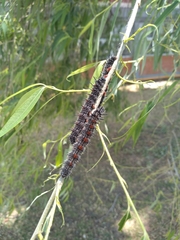 Nymphalis antiopa