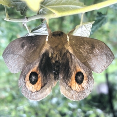 Automeris naranja