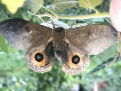 Automeris naranja