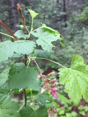 Ribes nevadense