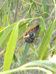 Nymphalis antiopa